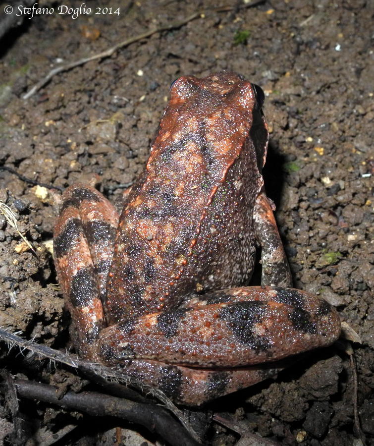 Rana italica